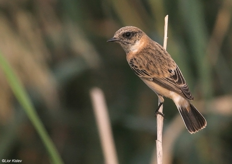         Eastern Stonechat  Saxicola maura                     ,, 2009.:    